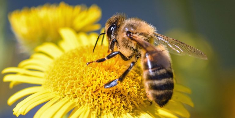eine biene sitzt auf einer gelben blüte