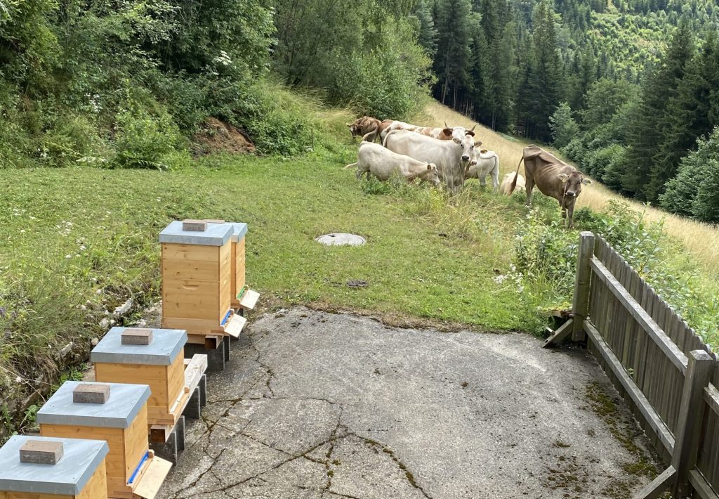 Bienen Kühe