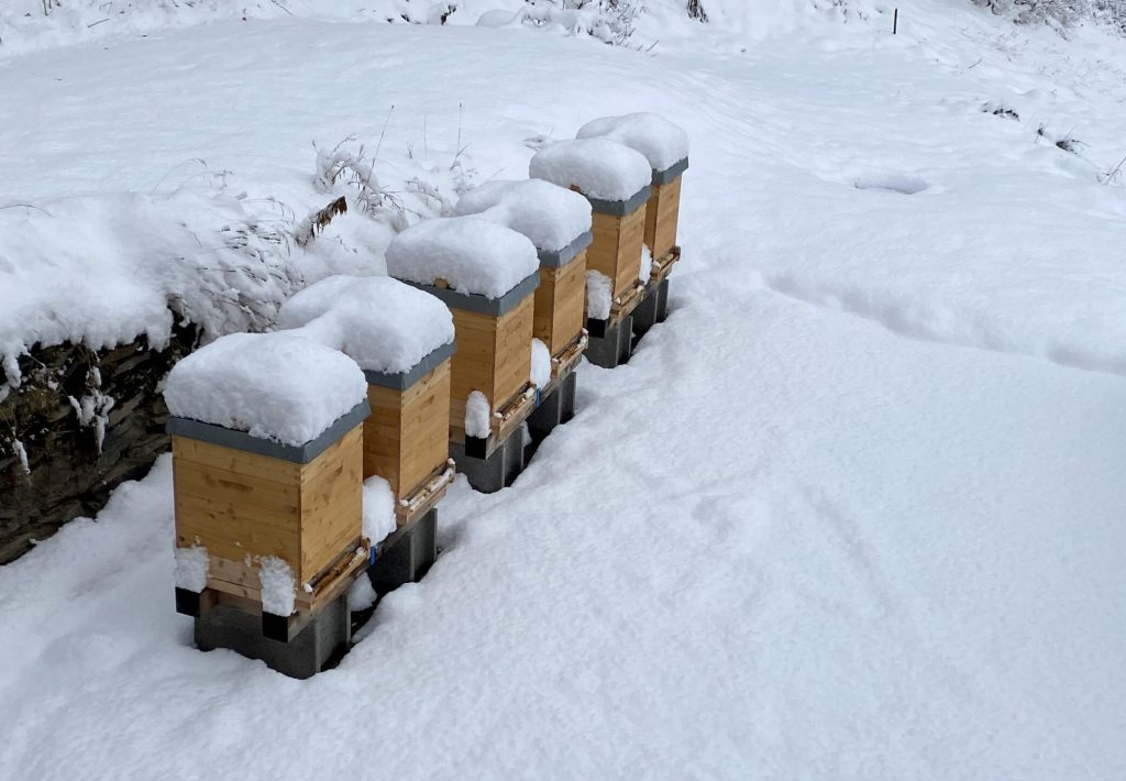 bienen im winter_1