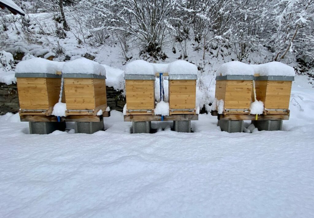 bienen im winter_3